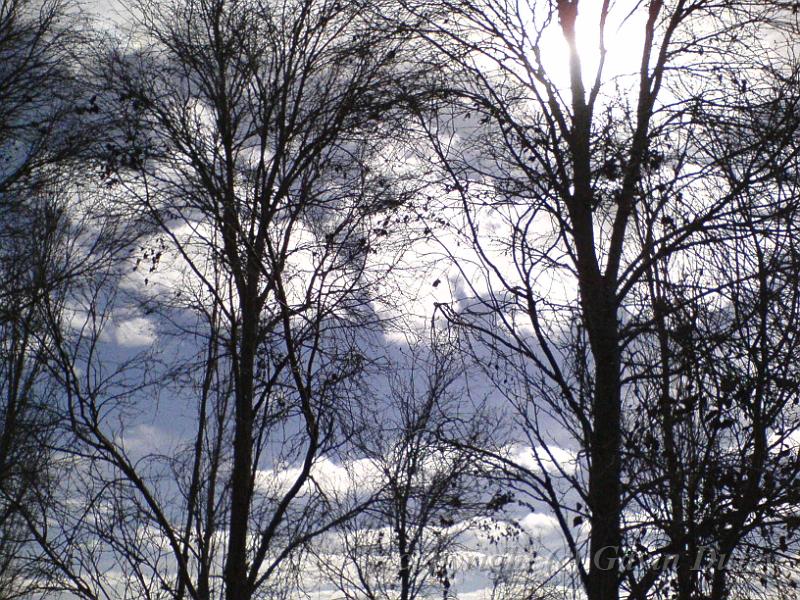 Bare trees, near Wright Village, Armidale DSC00675.JPG